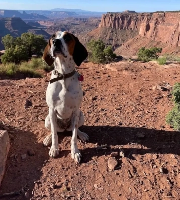 Millie the Treeing Walker Coonhound - inspiration behind Walker Electrical Services